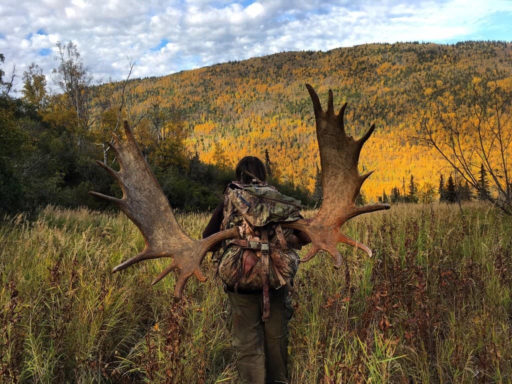 Packing out moose antlers through autumn wilderness