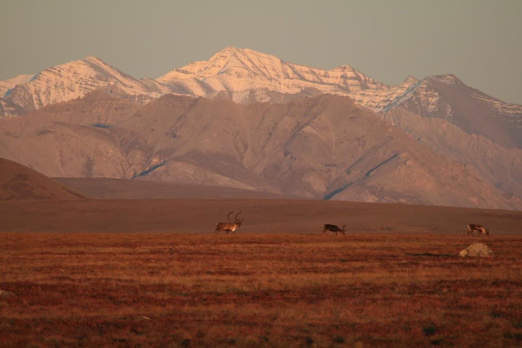 Caribou crossing autumn tundra beneath snow-capped mountains