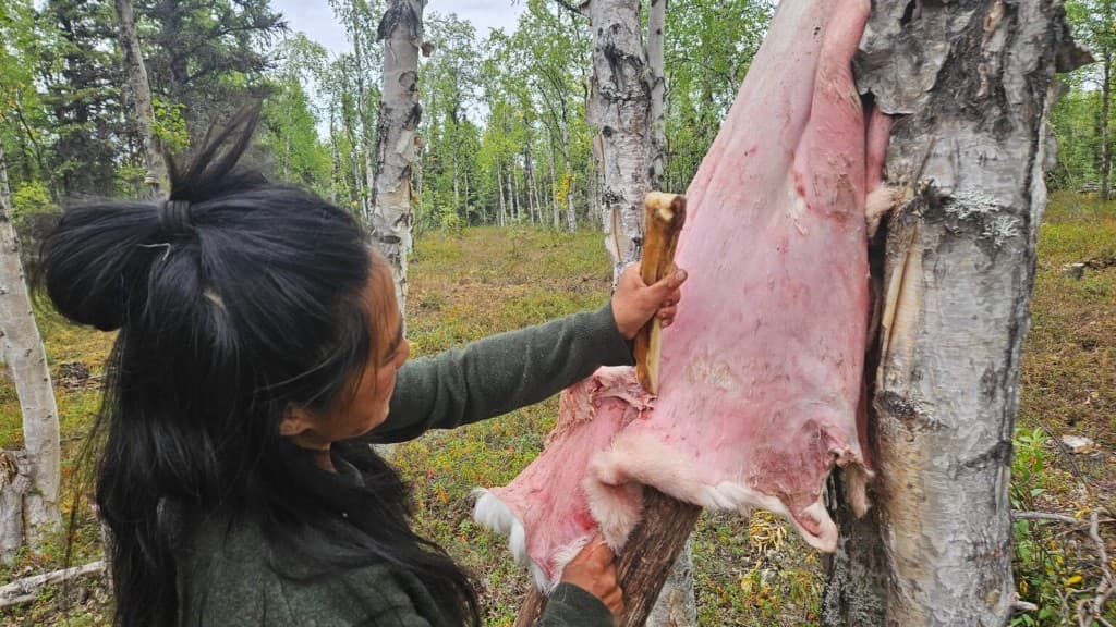 Fleshing a hide on a birch tree in the Alaska bush